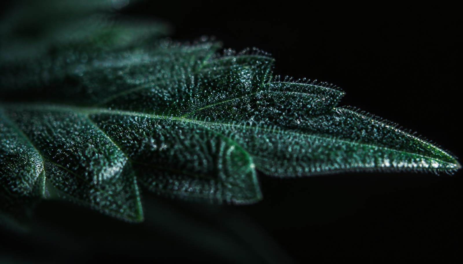 Macro de folha de CBD